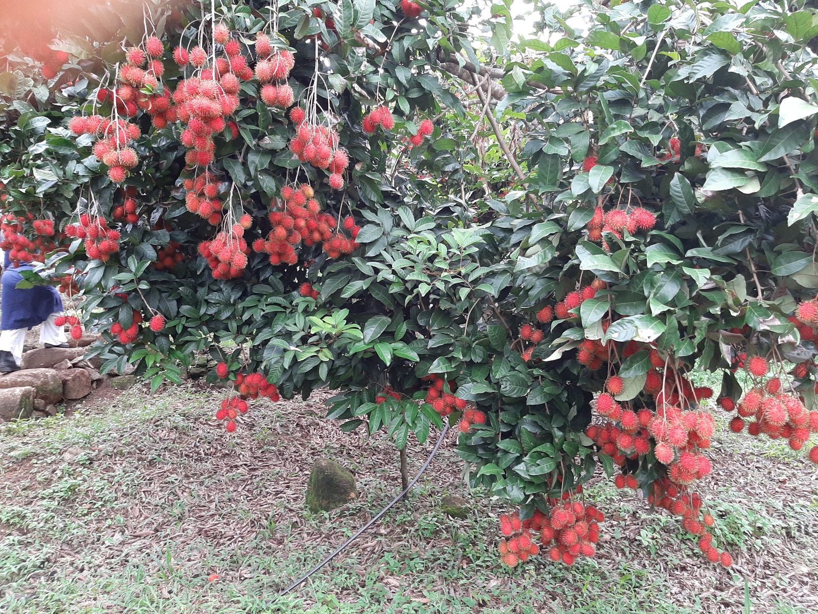 A rambutan tree in full fruit, branches heavy with red clusters