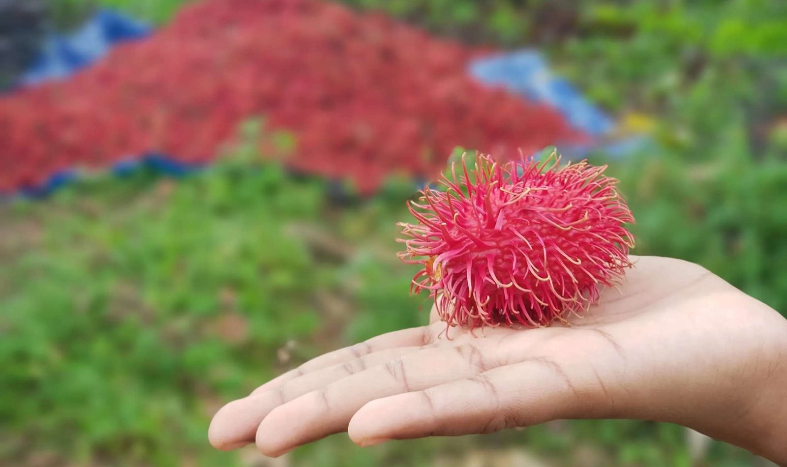 A single rambutan held in an open palm