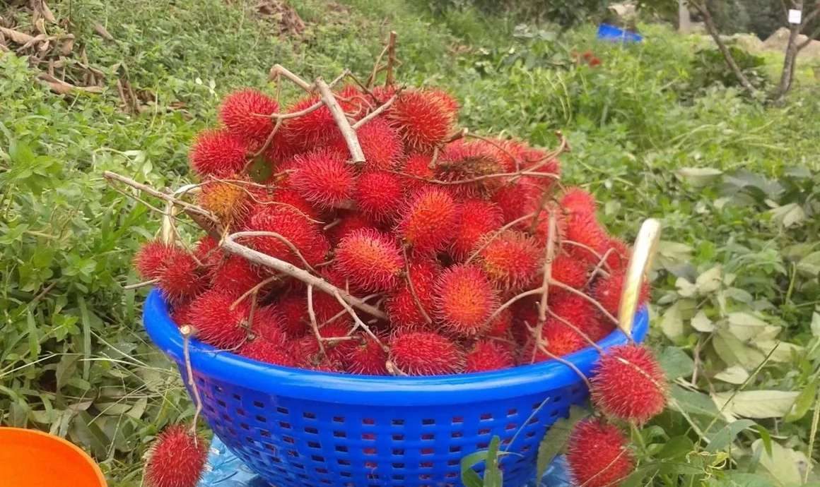 A blue basket overflowing with freshly picked rambutan