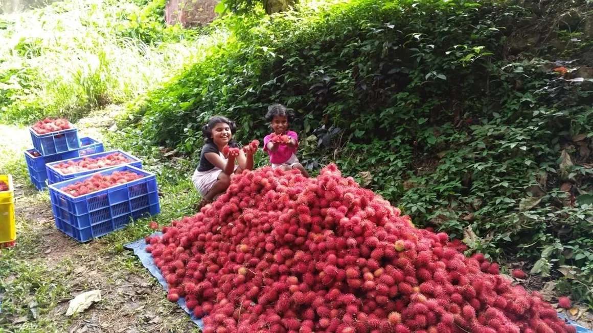 Harvest day: a mound of rambutan on a tarpaulin with crates ready for packing