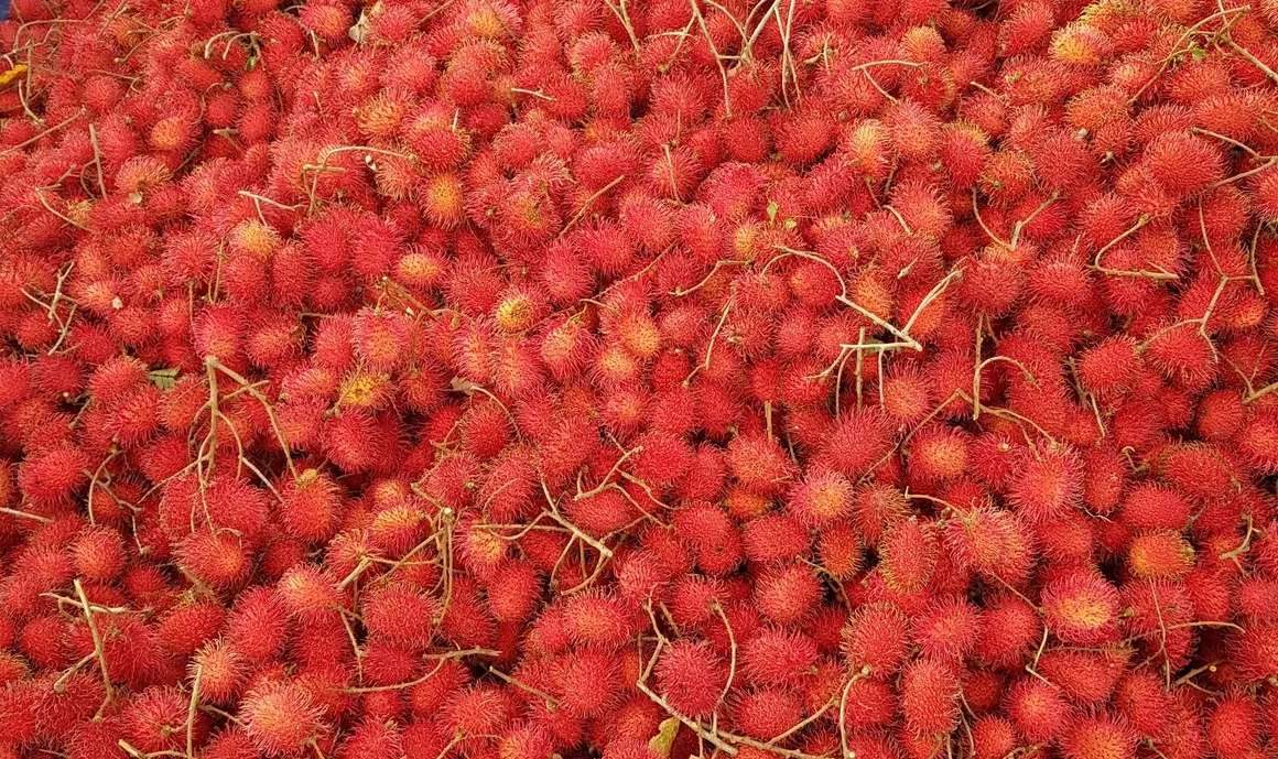 Close-up of a pile of ripe red rambutan