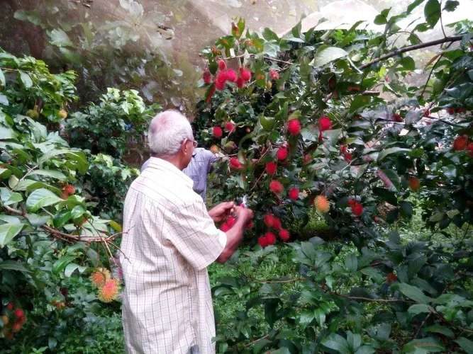 Picking rambutan by hand from the tree